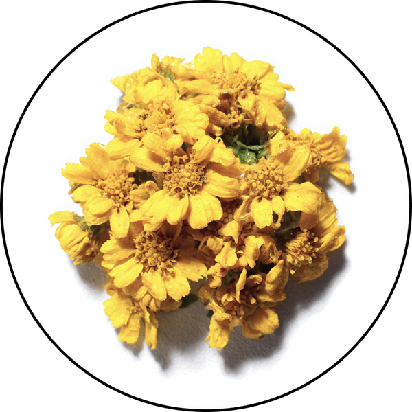 Arnica